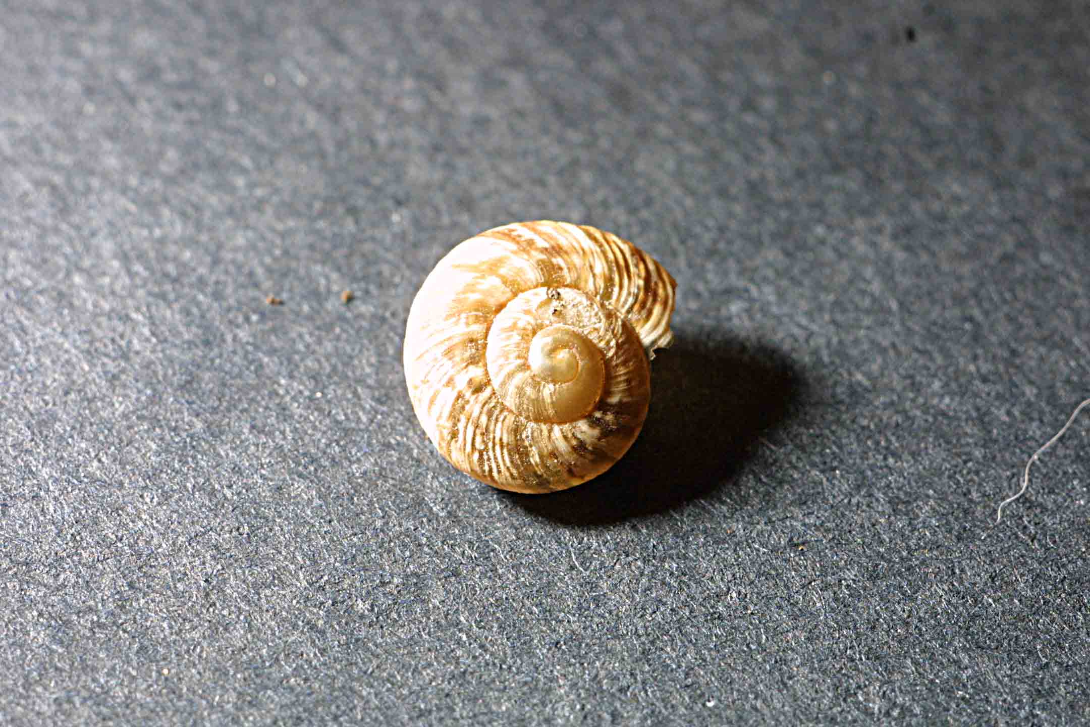 Piccolo gioiellino laziale 02